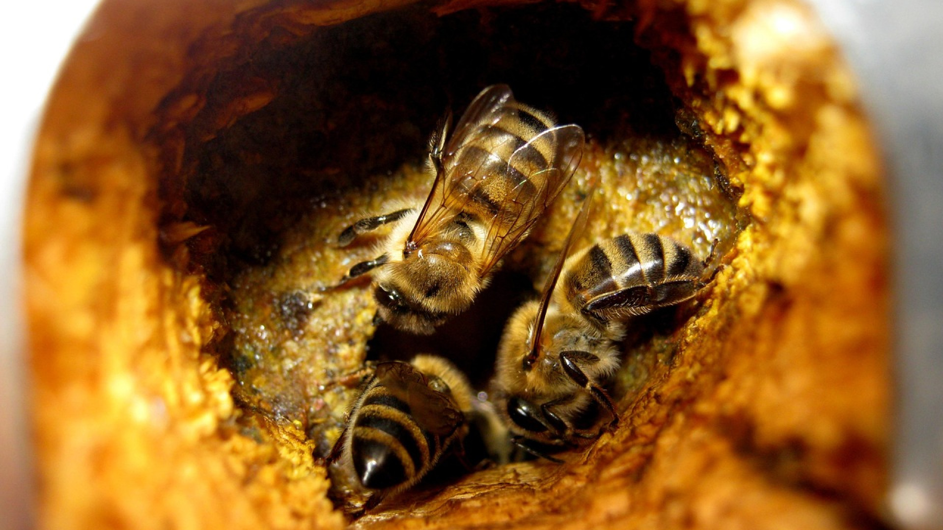 Abeilles dans une cavité de ruche tapissée de propolis