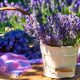 lavande-influence-cosmetiques