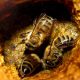 Abeilles dans une cavité de ruche tapissée de propolis
